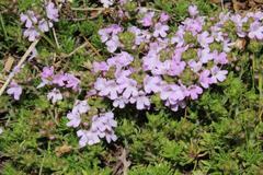 Thymus caespititius