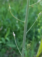 Camelina