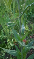 Camelina