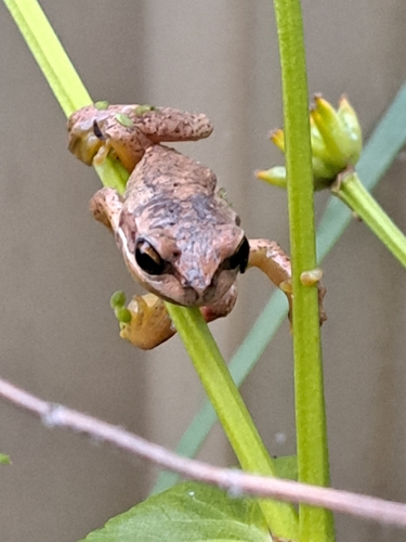 Litoria observed 2026-11-01