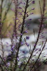 Anarrhinum longipedicellatum