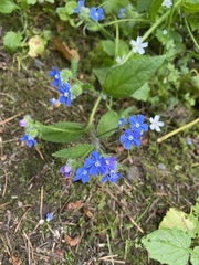Pentaglottis sempervirens