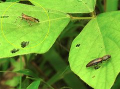 Orthopagus splendens