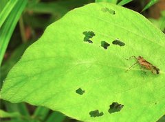 Orthopagus splendens