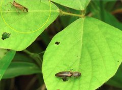 Orthopagus splendens