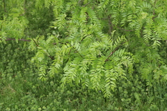 Gleditsia triacanthos