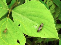 Orthopagus splendens