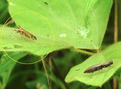 Orthopagus splendens