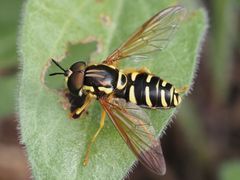 Chrysotoxum elegans