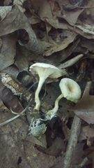 Clitocybe eccentrica
