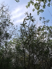 Comocladia macrophylla