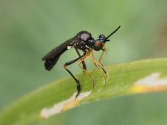 Dioctria longicornis