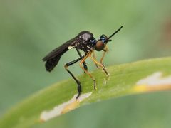 Dioctria longicornis