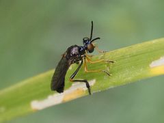 Dioctria longicornis