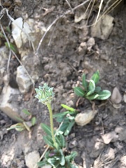 Angiospermae