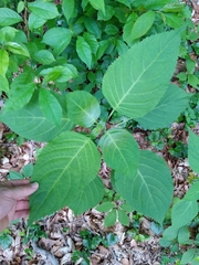 Collinsonia canadensis