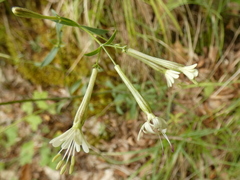 Silene italica