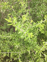 Forestiera angustifolia