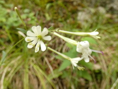 Silene italica