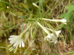 Silene italica