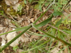 Silene italica