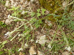 Silene italica