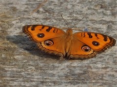 Junonia almana javana