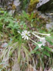 Silene italica