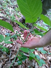Collinsonia canadensis