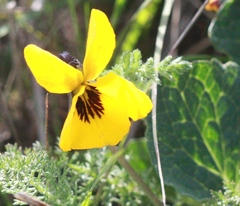 Viola pedunculata pedunculata