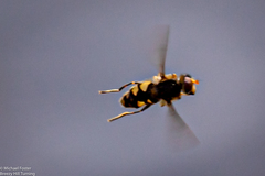 Parhelophilus rex