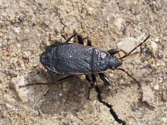 Pyrrhocoris marginatus