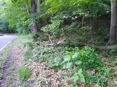 Collinsonia canadensis