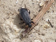 Pyrrhocoris marginatus