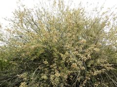 Coursetia glandulosa