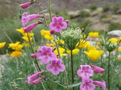 Penstemon parryi