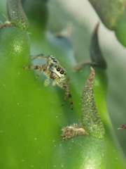 Paraphidippus