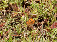 Junonia almana javana