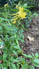 Aquilegia chrysantha