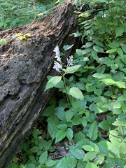 Scutellaria pseudoserrata