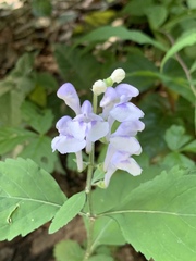 Scutellaria pseudoserrata