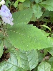 Scutellaria pseudoserrata