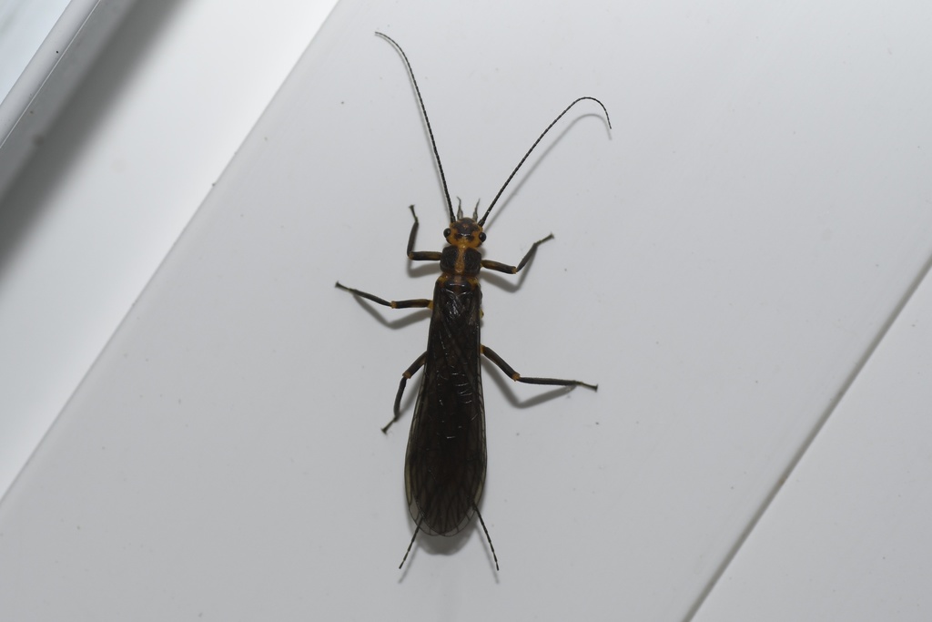 Vernal Springfly