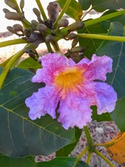 Tabebuia rosea