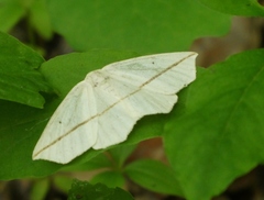 Tetracis