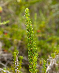 Coprosma ernodeoides
