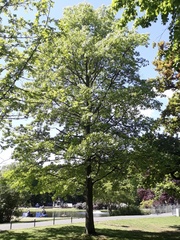 Quercus palustris