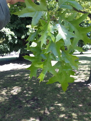 Quercus palustris
