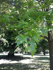 Quercus palustris