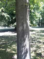 Quercus palustris